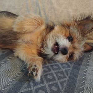 Meet your Posher, Dogsmootcher